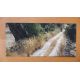 DECKERS carte postale Oliviers du Salento 6 Le chemin