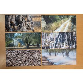 DECKERS Oliviers du Salento portfolio de 6 cartes postales 