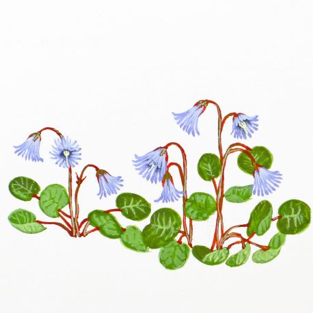TORTON dessin original de fleurs